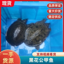甲鱼黑花公甲鱼基地直发量大从优对接全国市场