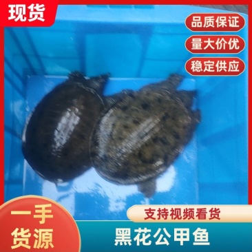 甲鱼黑花公甲鱼基地直发量大从优对接全国市场
