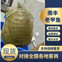 【甲鱼】南丰老甲鱼大量供应基地直发对接全国市场电商