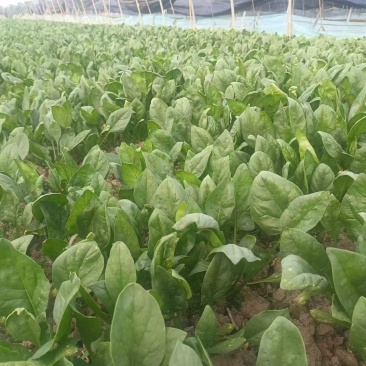 菠菜，大叶菠菜，趴地菠菜，大叶趴地菠菜