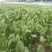 菠菜，大叶菠菜，趴地菠菜，大叶趴地菠菜