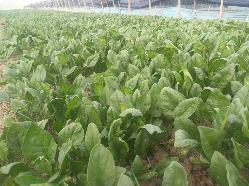菠菜，大叶菠菜，趴地菠菜，大叶趴地菠菜