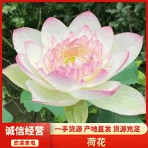 【精品】荷花🪷观赏荷花，任意花色均可挑选，一手货源