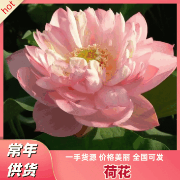 【精品】荷花苗观赏荷花基地供应一手货源支持视频看货