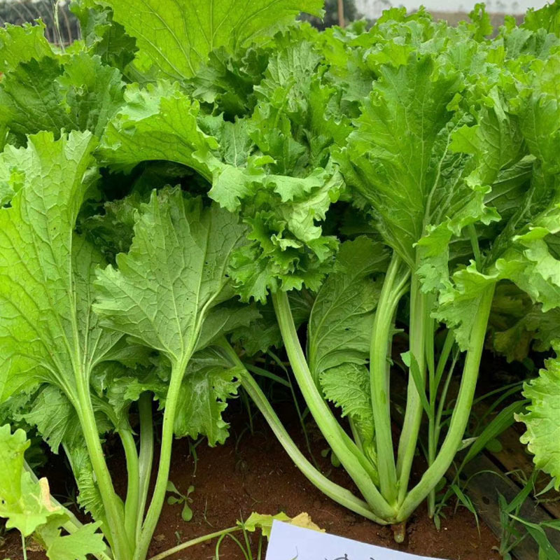 清香碧玉香芥菜种子味浓郁长速快饺子菜速生叶菜