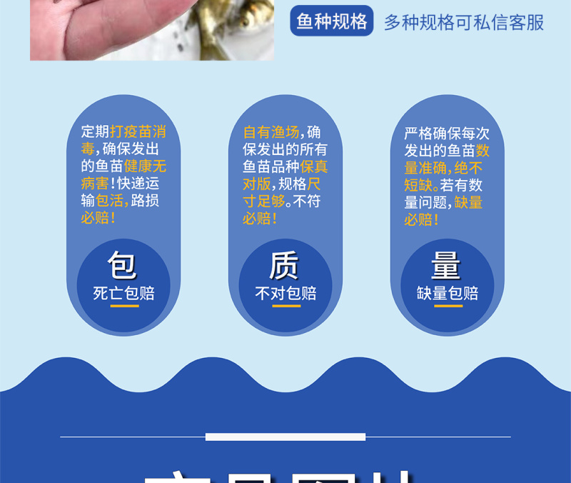 鲲腾优选缩骨大头鱼苗纯正血统全国直售技术支持