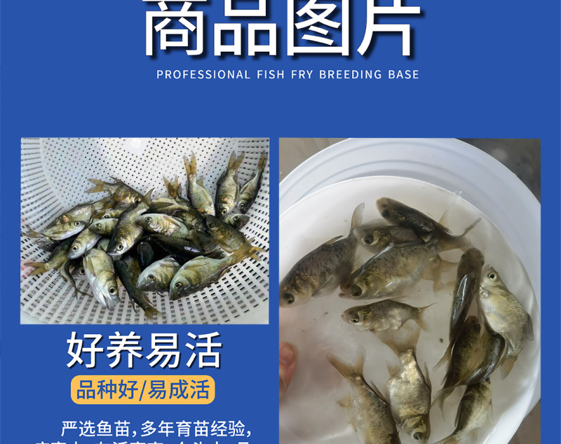 鲲腾优选缩骨大头鱼苗纯正血统全国直售技术支持