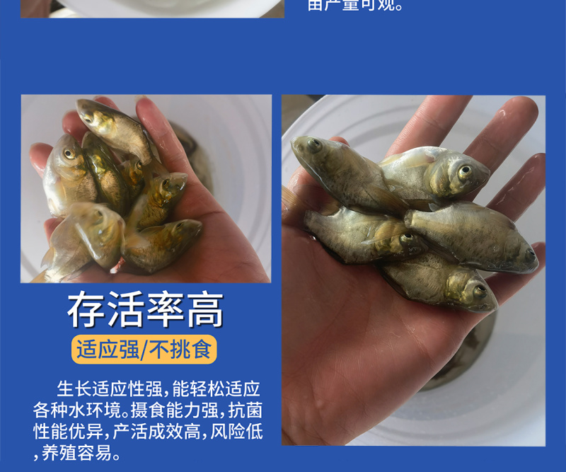 鲲腾优选缩骨大头鱼苗纯正血统全国直售技术支持