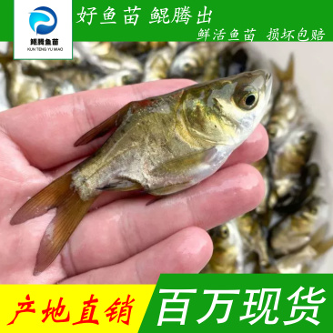 缩骨大头鱼苗大头鱼苗场地直销全国供应