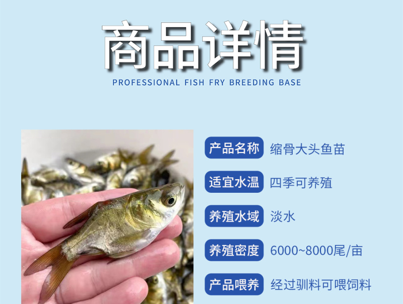 缩骨大头鱼苗大头鱼苗场地直销全国供应