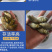 缩骨大头鱼苗大头鱼苗场地直销全国供应