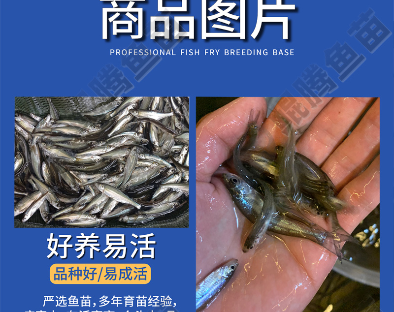 翘觜鱼苗大量现货场地直销技术跟踪