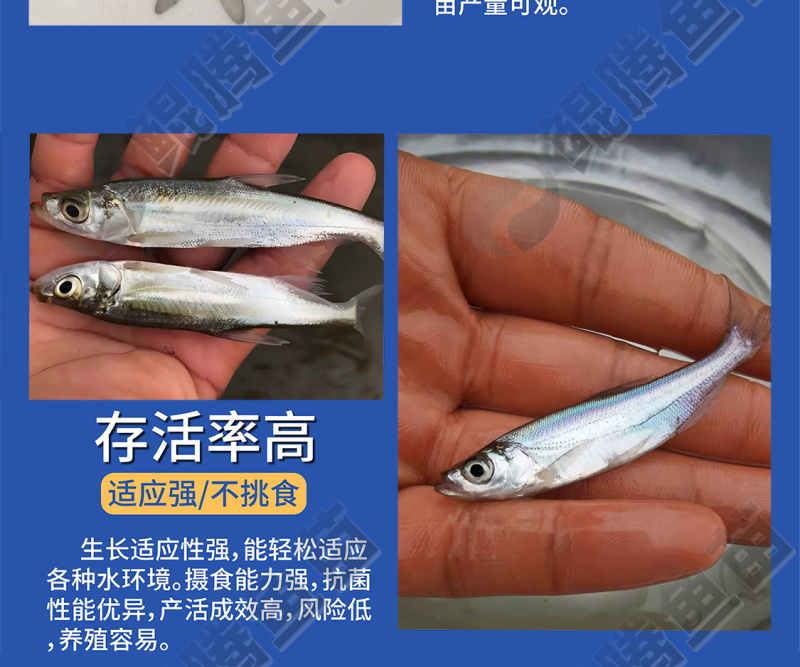 翘觜鱼苗大量现货场地直销技术跟踪