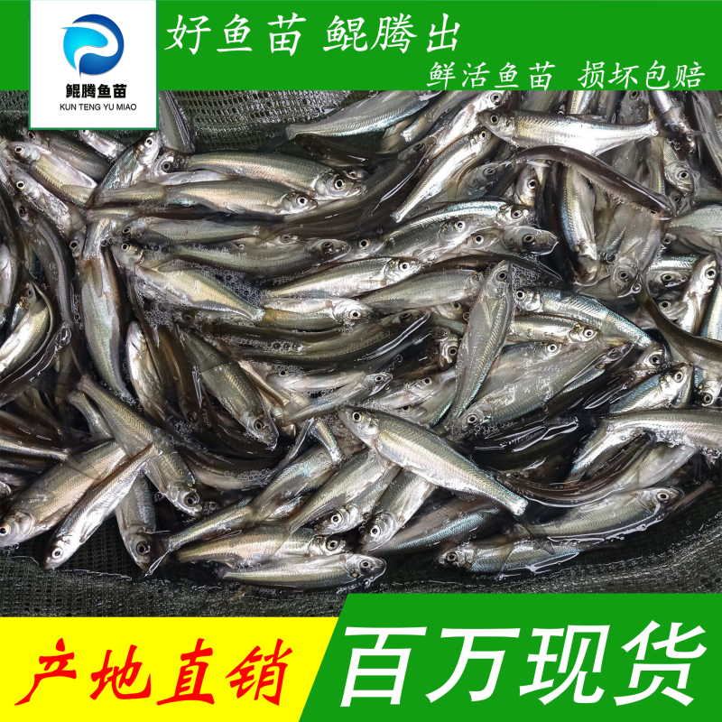 翘觜鲌鱼苗场地直销百万现货技术跟踪