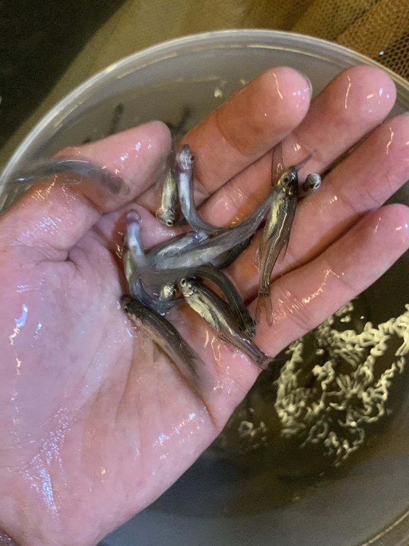 翘觜鲌鱼苗场地直销百万现货技术跟踪