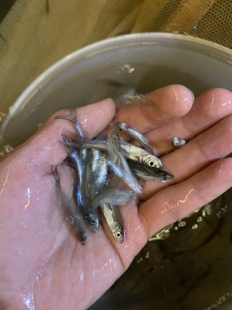 翘觜鲌鱼苗场地直销百万现货技术跟踪