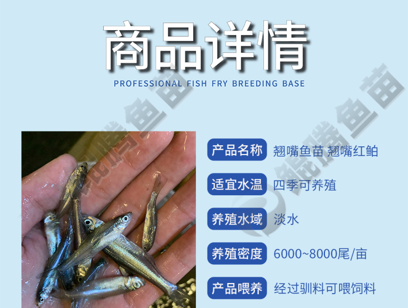 翘觜鲌鱼苗场地直销百万现货技术跟踪