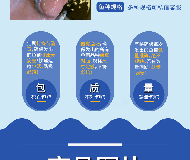 翘觜鲌鱼苗场地直销百万现货技术跟踪