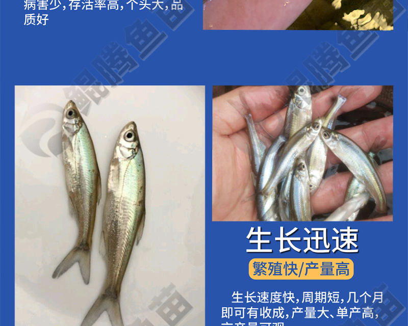 翘觜鲌鱼苗场地直销百万现货技术跟踪