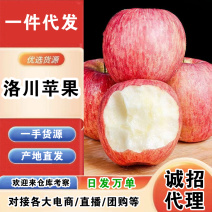 陕西洛川嘎啦苹果一件代发产地直发一手货源对接各大电商平台