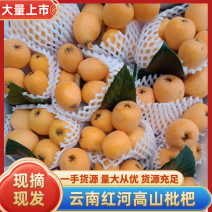 云南枇杷蒙自高山枇杷一手货源品质保证可视频欢迎