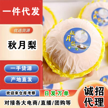 山东莱阳秋月梨一件代发产地直发一手货源对接各大电商平台