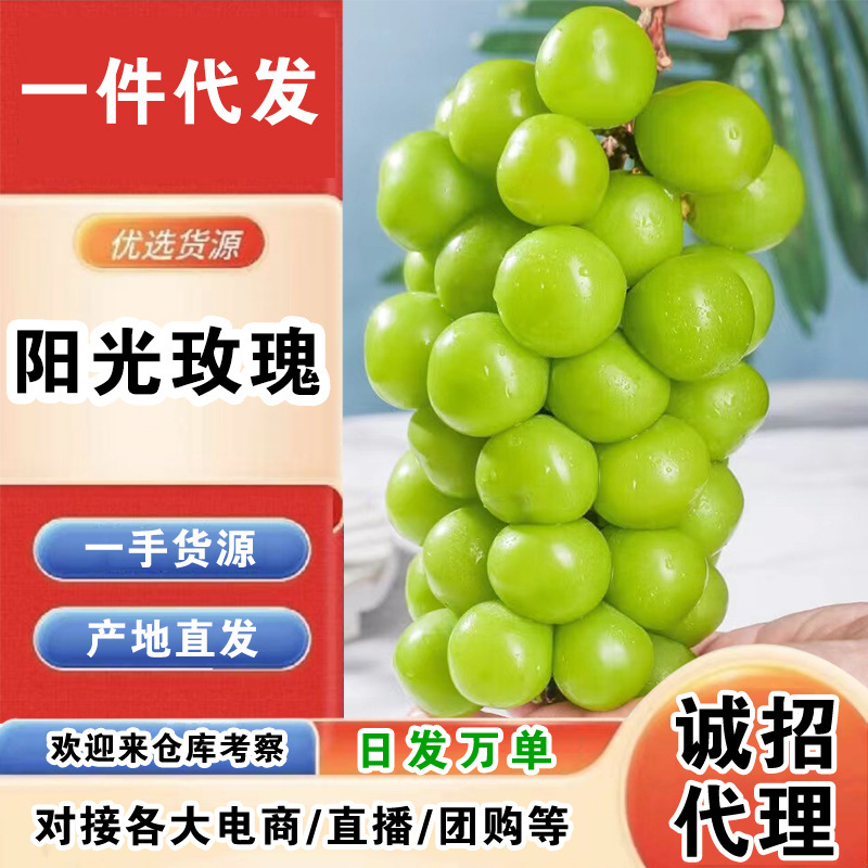 【招代理】阳光玫瑰/一件代发/产地直发/一手货源