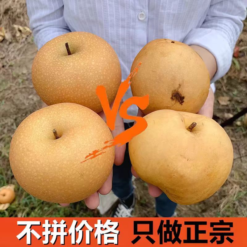 秋月梨/精品秋月梨保质保量产地直发欢迎各地客商洽谈合作