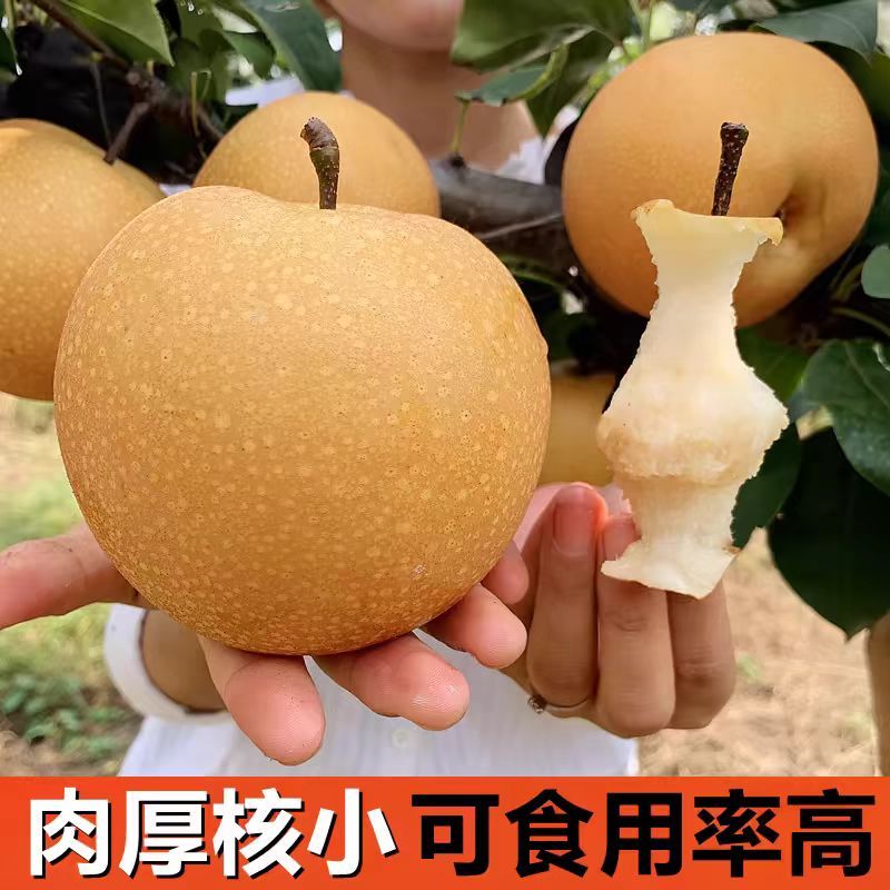 秋月梨/精品秋月梨保质保量产地直发欢迎各地客商洽谈合作