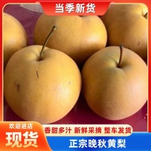 【热销】晚秋黄梨产地直发保质保量对接商超团购直播等