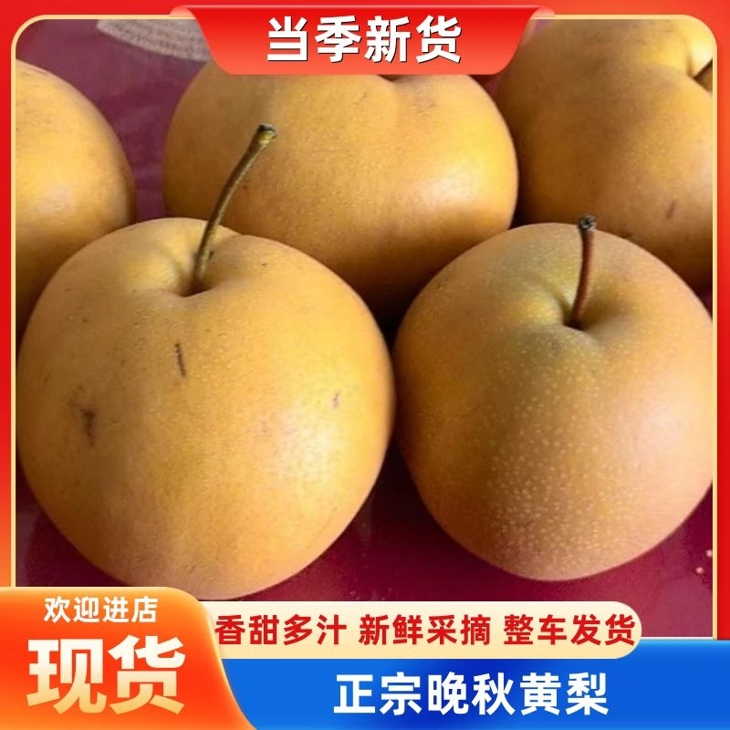 【热销】晚秋黄梨产地直发保质保量对接商超团购直播等