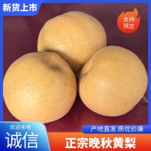 【正宗】晚秋黄梨大量上市中量大从优现摘现发对接全国