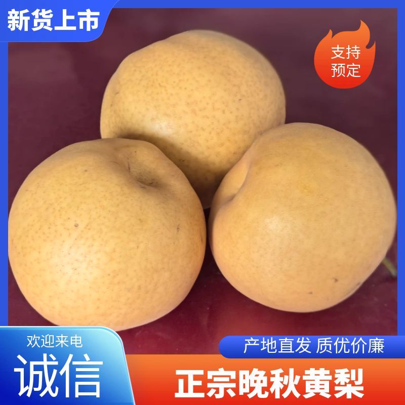 【正宗】晚秋黄梨大量上市中量大从优现摘现发对接全国