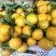 精品蜜橘产地直发代发全国支持市场商超可看货