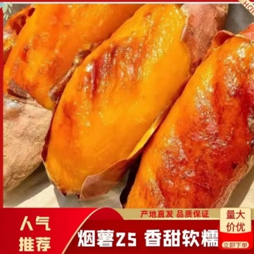 【烟薯25】大量从优规格齐全全国发货保质保量