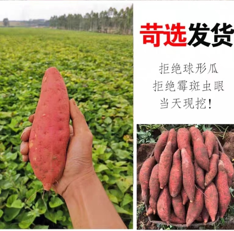 【烟薯25】大量从优规格齐全全国发货保质保量