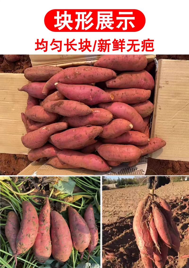 【烟薯25】大量从优规格齐全全国发货保质保量