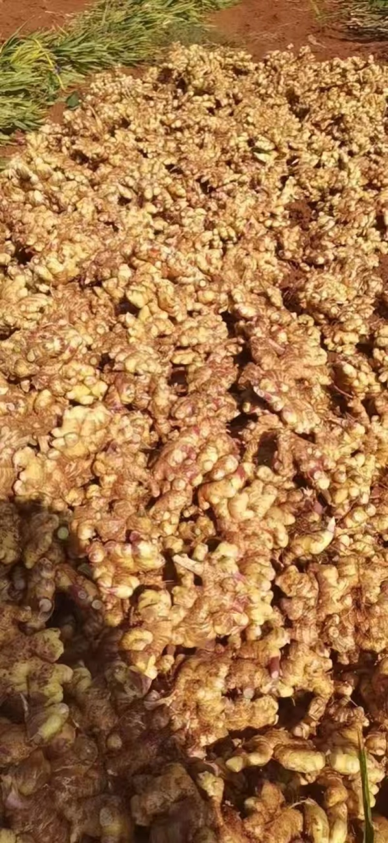 云南文山小黄姜大量上市产地直发量大价优欢迎联系