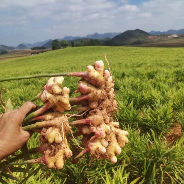 云南文山小黄姜大量上市产地直发量大价优欢迎联系