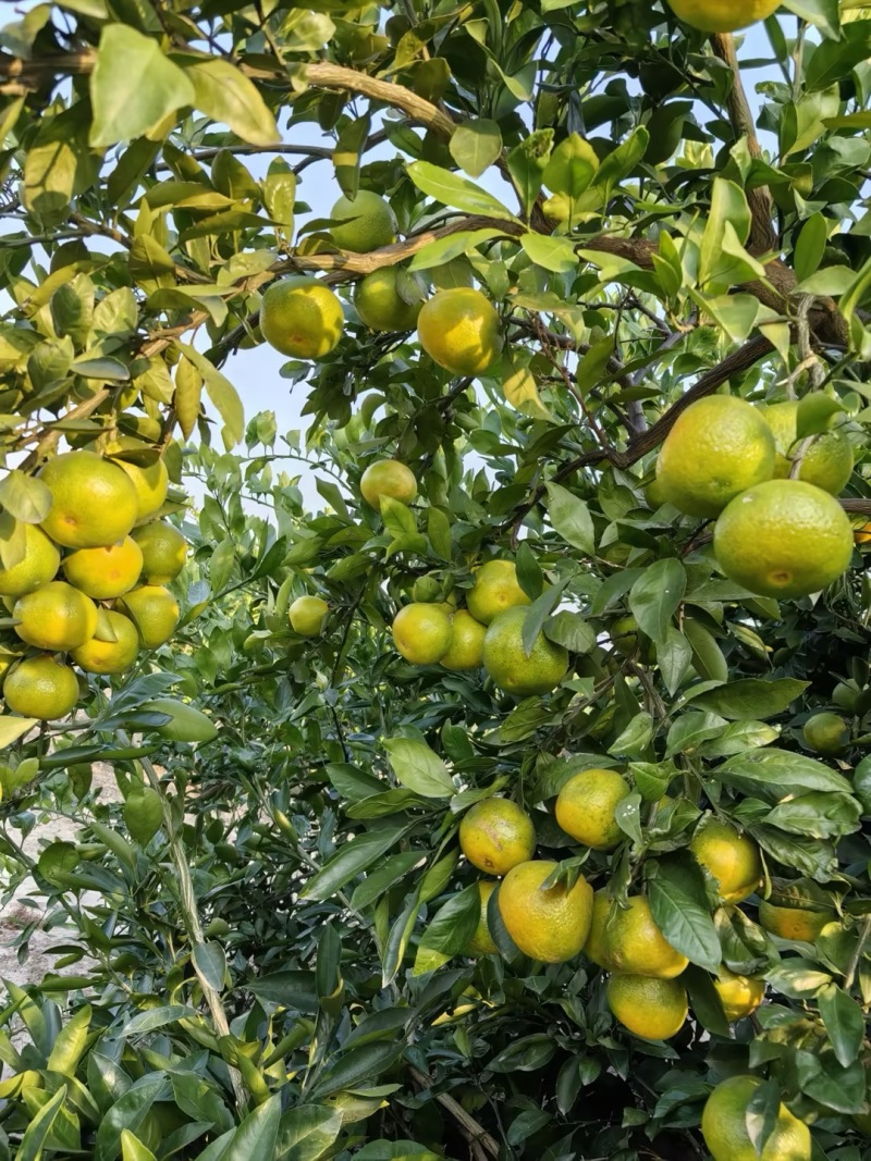 【蜜橘】湖北蜜橘特早普早蜜橘现摘现发颜色靓丽全国接单电商