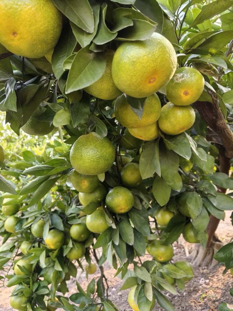 【蜜橘】湖北蜜橘特早普早蜜橘现摘现发颜色靓丽全国接单电商