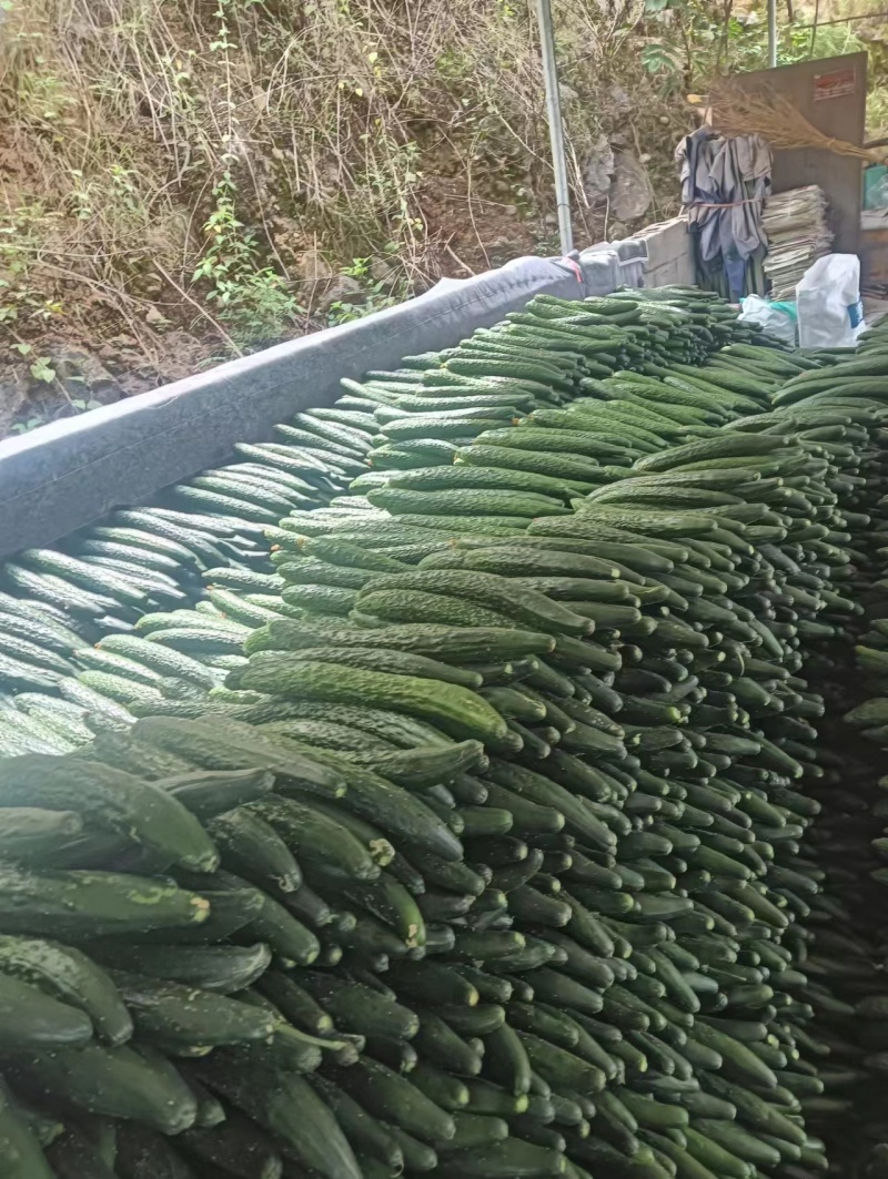 云南精品密刺黄瓜工厂货食堂电商商超一件代发社区团购30吨