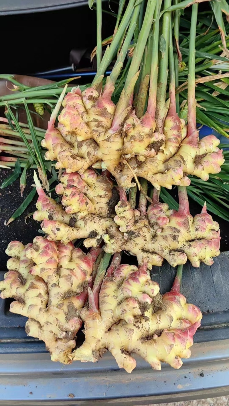 【精品】云南小黄姜辣味十足现挖现发欢迎咨询联系