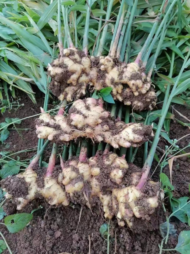 【精品】云南小黄姜辣味十足现挖现发欢迎咨询联系