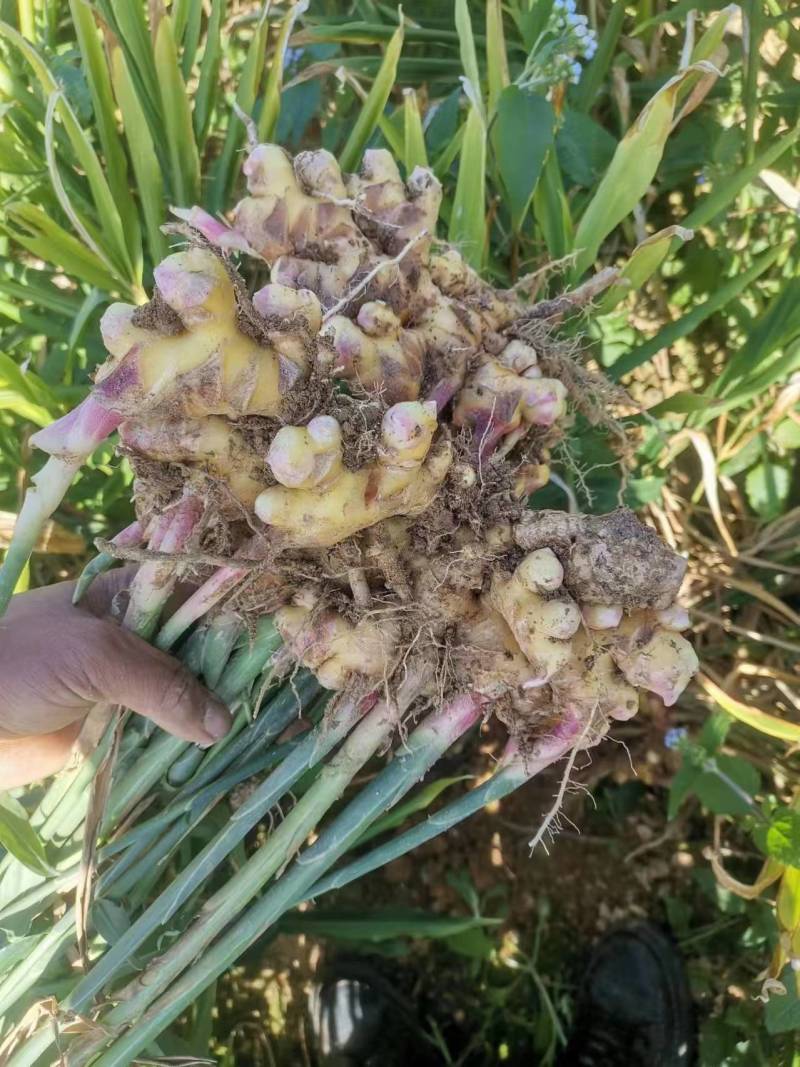 【精品】云南小黄姜辣味十足现挖现发欢迎咨询联系