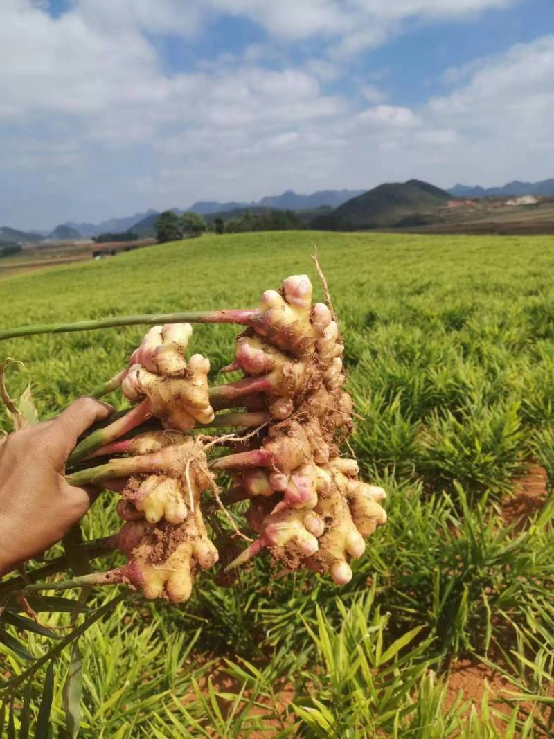 【精品】云南小黄姜辣味十足现挖现发欢迎咨询联系