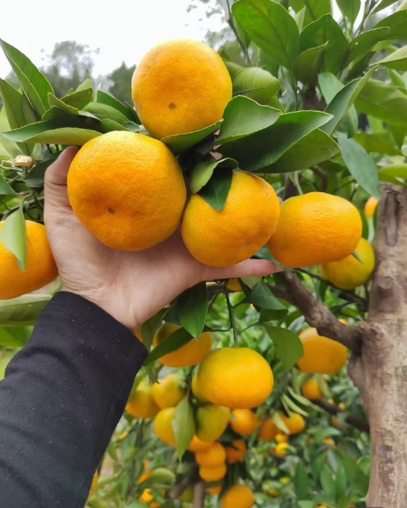 【蜜橘】湖北蜜橘特早普早蜜橘现摘现发颜色靓丽全国接单电商