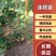 连翘苗，科研五号药用连翘苗，药用三号高产大果连翘苗产地