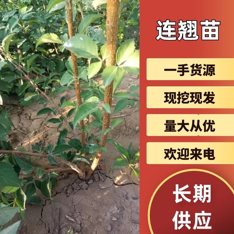 连翘苗，科研五号药用连翘苗，药用三号高产大果连翘苗产地