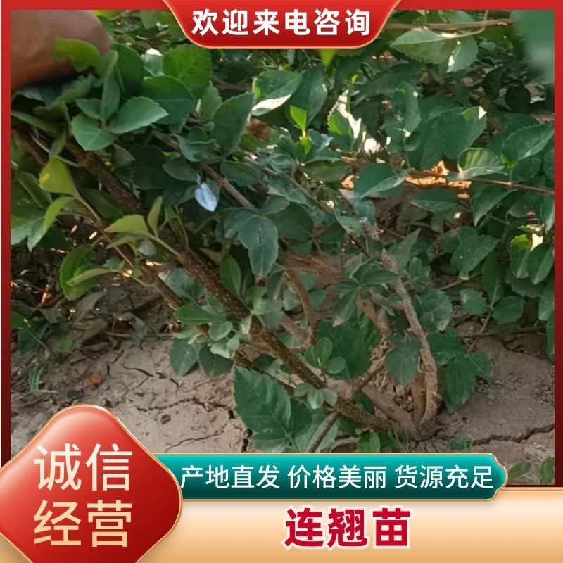 连翘苗，科研五号药用连翘苗，药用三号高产大果连翘苗产地